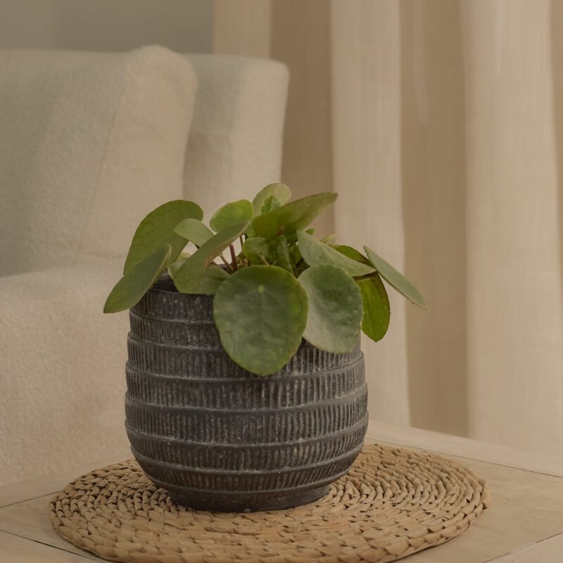 Abala 15cm Cement Plant Pot Rustic Grey 3 Home Retail