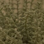 Kew 14cm Sarcandra In Paper Mache Pot - Image 5