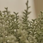 Kew 14cm Sarcandra In Paper Mache Pot - Image 4