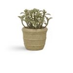 Kew 14cm Succulent In Paper Mache Pot - Image 6