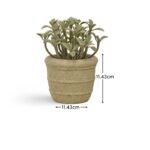 Kew 14cm Succulent In Paper Mache Pot - Image 7