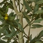 Kew Olive Tree in Cement Pot - 157cm - Image 4