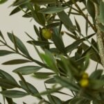Kew Olive Tree in Cement Pot - 157cm - Image 2