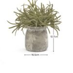 Kew 17cm Acorus Calamus In Ceramic Pot - Image 7