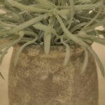 Kew 17cm Acorus Calamus In Ceramic Pot - Image 3