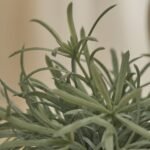 Kew 17cm Acorus Calamus In Ceramic Pot - Image 5