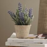 Kew Lavender Plant in Cement Pot - 18cm