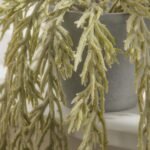 Kew Trailing Succulent in Cement Pot - 20cm - Image 5