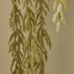 Kew Trailing Succulent in Cement Pot - 20cm - Image 4