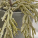 Kew Trailing Succulent in Cement Pot - 20cm - Image 3