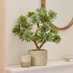Kew Succulent in Cement Pot - 40cm