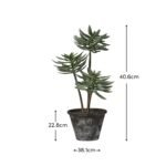 Kew 48cm Succulent In Paper Mache Pot - Image 6
