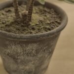 Kew 48cm Succulent In Paper Mache Pot - Image 3