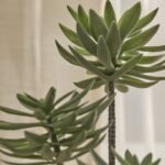 Kew 48cm Succulent In Paper Mache Pot - Image 2