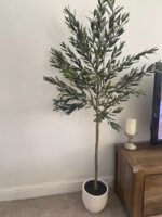 Kew Olive Tree in Cement Pot - 157cm - Image 3