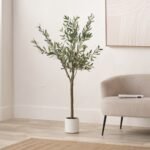 Olive Tree In Pot