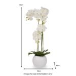 White Orchid in Pot - Image 14