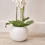 White Orchid in Pot - Image 2