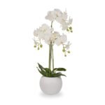 White Orchid in Pot - Image 6