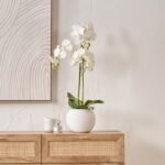 White Orchid in Pot - Image 12