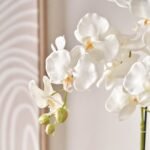 White Orchid in Pot - Image 4