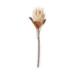 Natural Apricot Dried Flower Bunch - Image 8