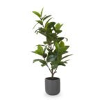Magnolia Tree in Pot