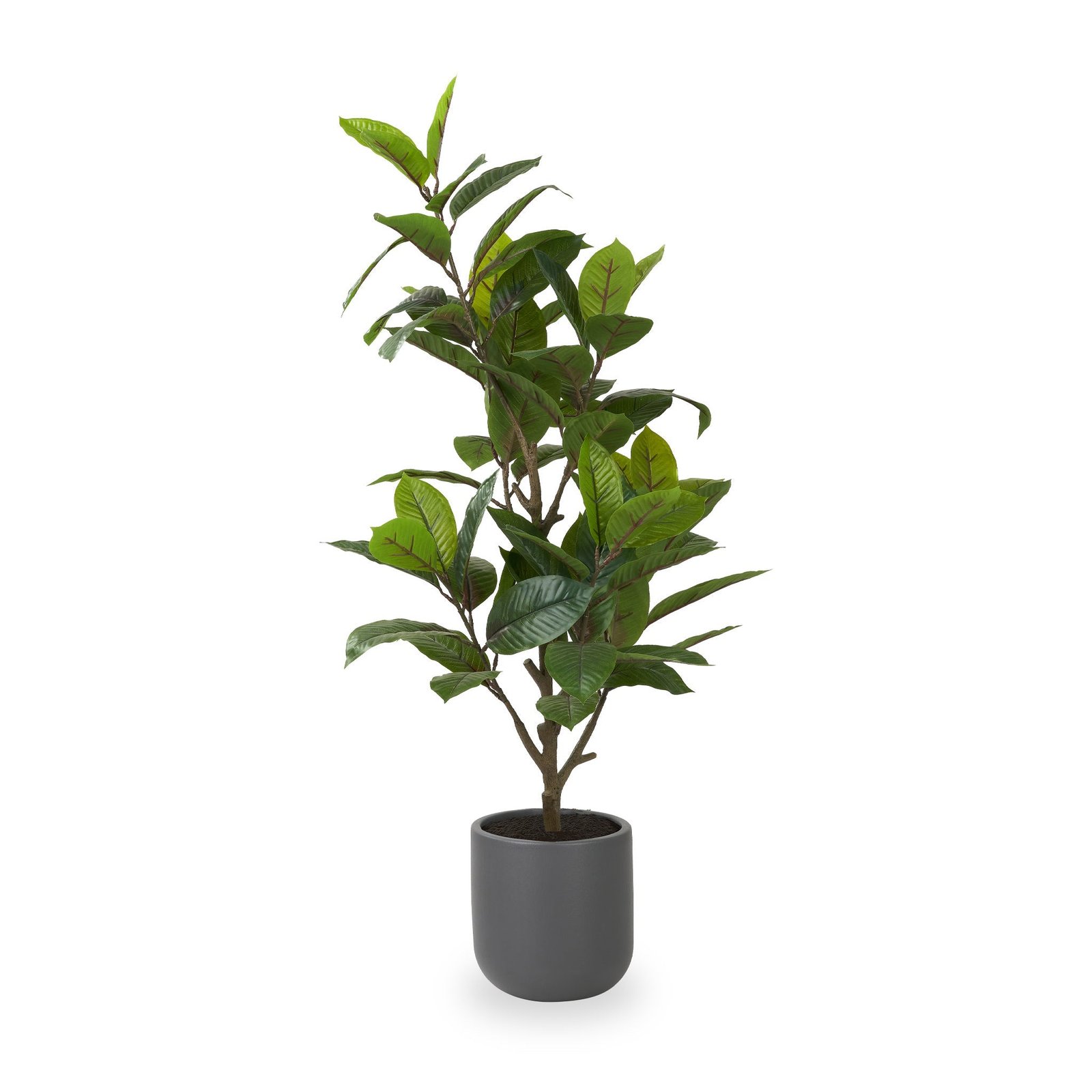RFCFCP0374-Magnolia-Tree-in-Pot-Front1 Magnolia Tree in Pot - Image 1